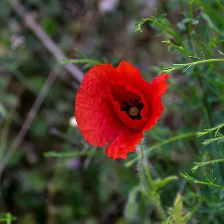 Gospodarstwo agroturystyczne Casa De Belharino